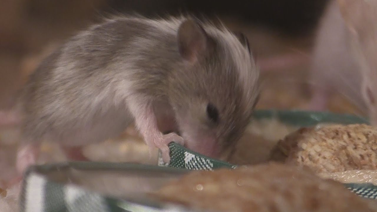 Mouse Family Eating