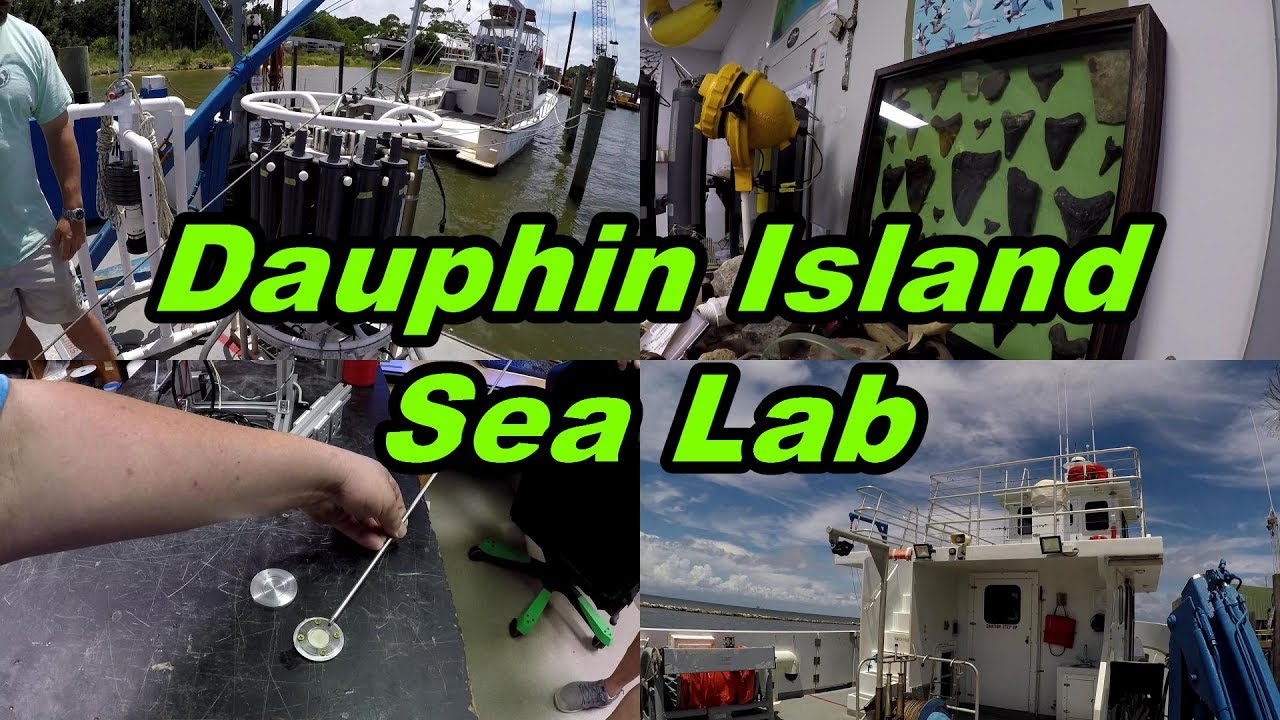 Dauphin Island Sea Lab: An Inside Look
