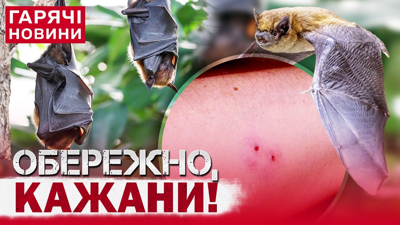 УВАГА! В УКРАЇНІ КАЖАНИ НАПАДАЮТЬ НА ЛЮДЕЙ! Їхні укуси можуть ВБИТИ!