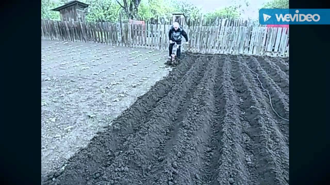 Самодельный культиватор в работе