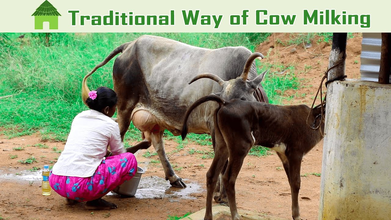 Village Life Style | Cow Milking | Village Girl Hand Milking | Cow Milking