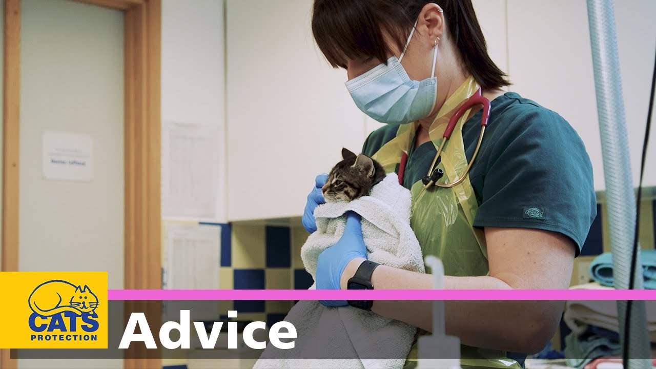 The benefits of neutering | Part 2