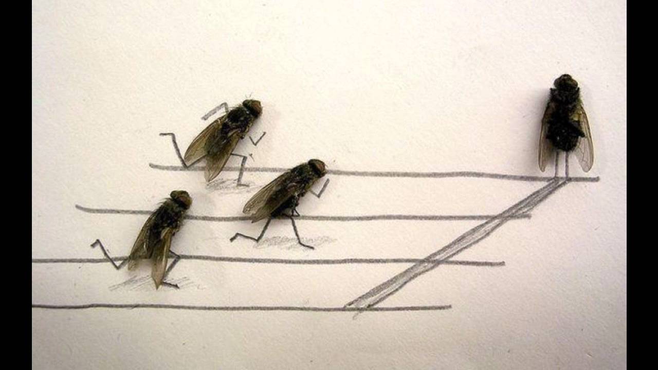 La mouche - Michel Polnareff