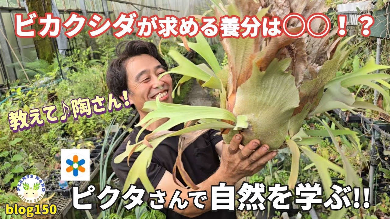 【課外授業!!前編】ビカクシダ植物との向き合い方が変わる!!ピクタ陶さんの温室訪問🌱