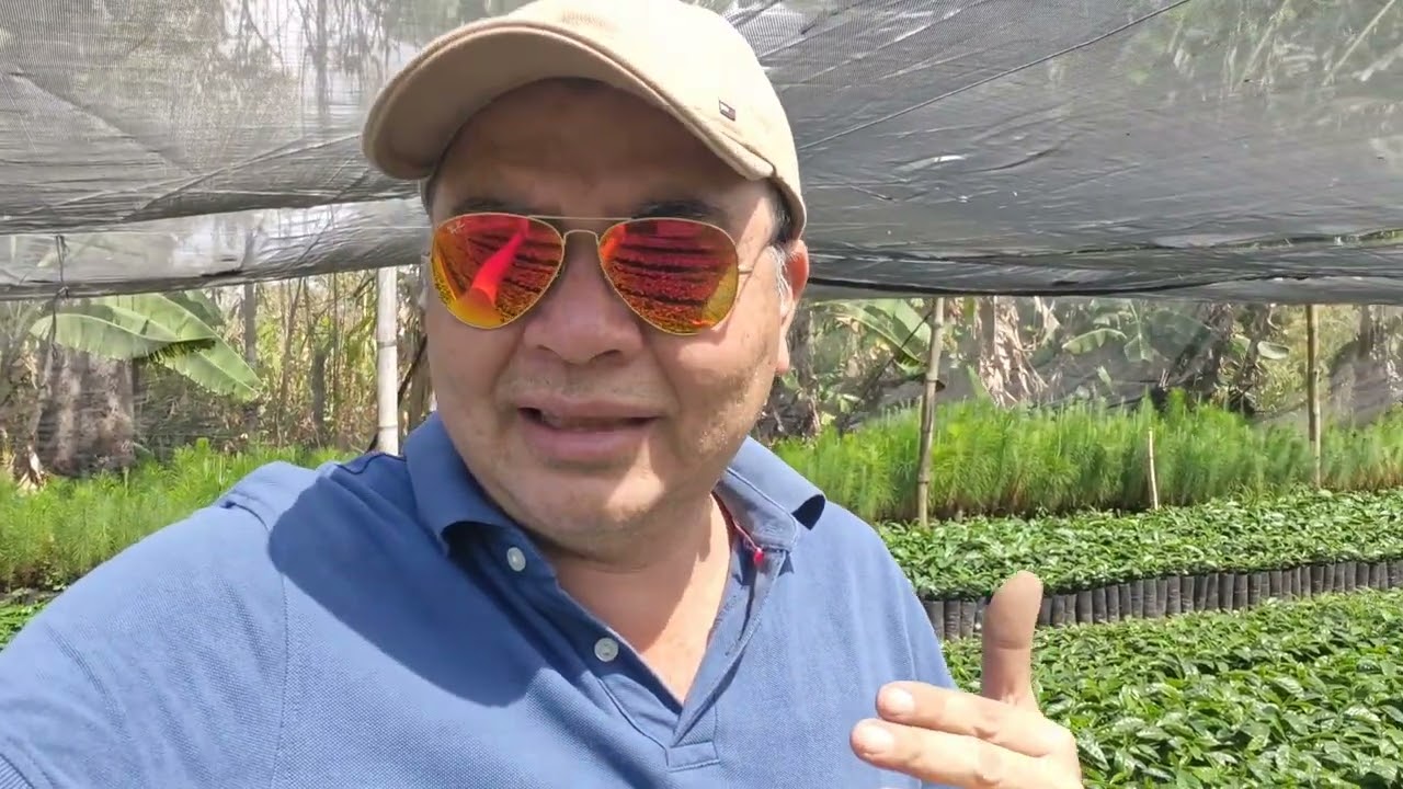 Semilla Certificada te Garantiza una Buena genética para tú Finca Cafetalera.