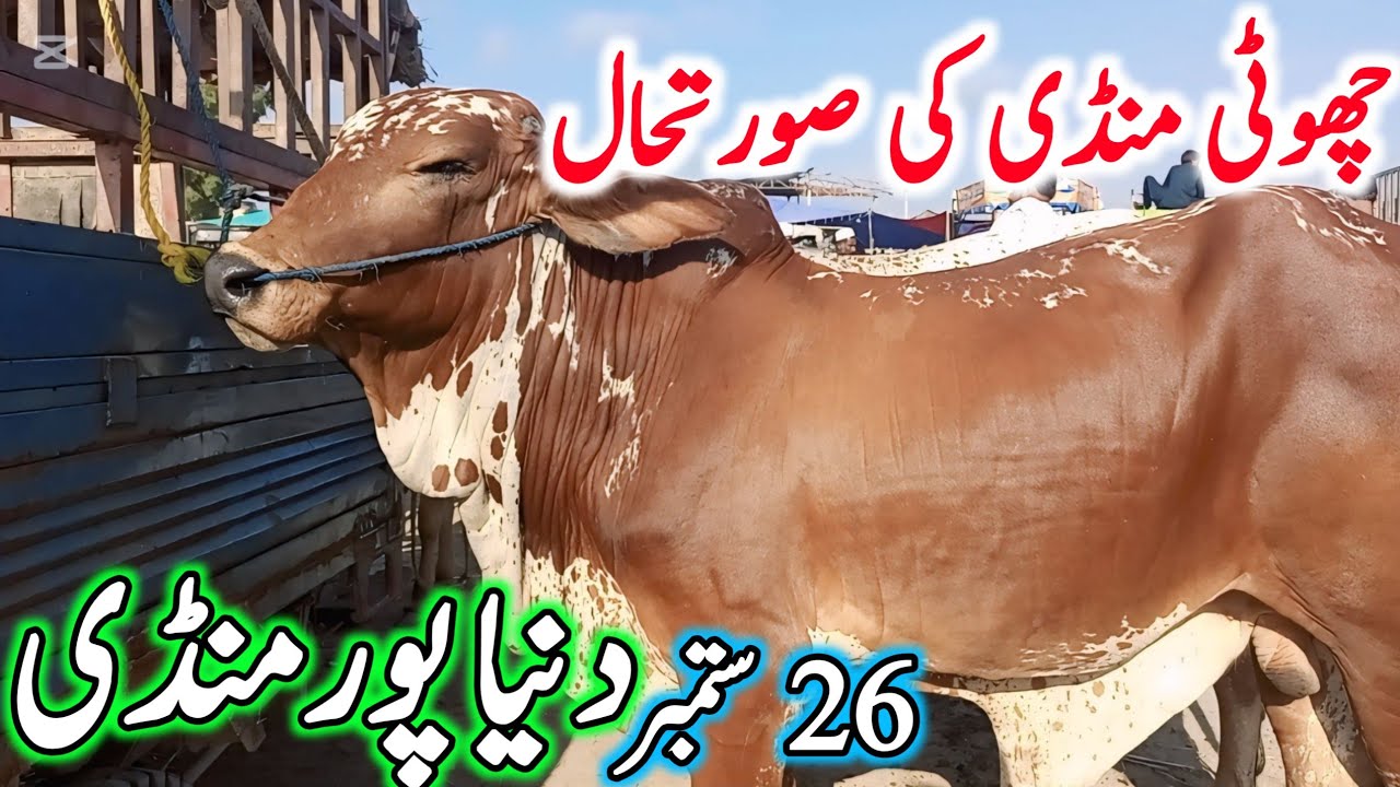 Duniya Pur Cow Mandi || Sahiwal Cholistani Bachre || Cow Mandi 2025 || Chand TV Punjab Farming🔥