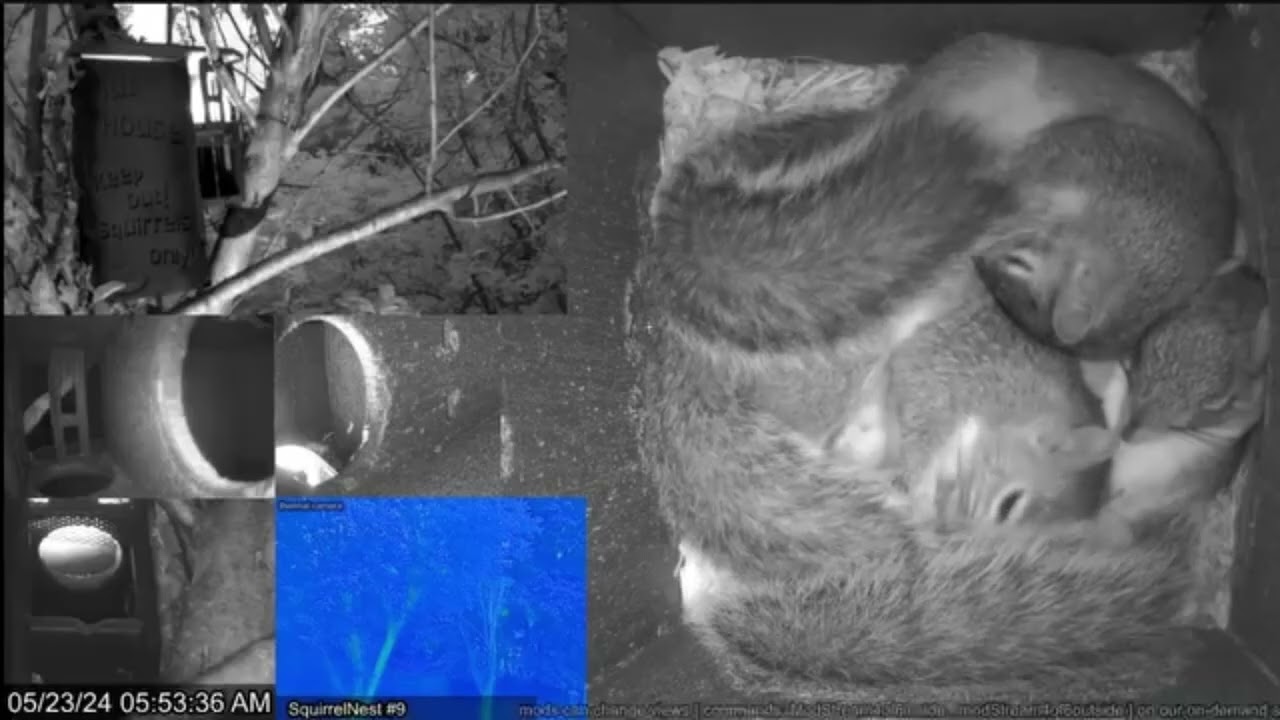 Rose's Kits Spend Their Last Night in the Nest Box