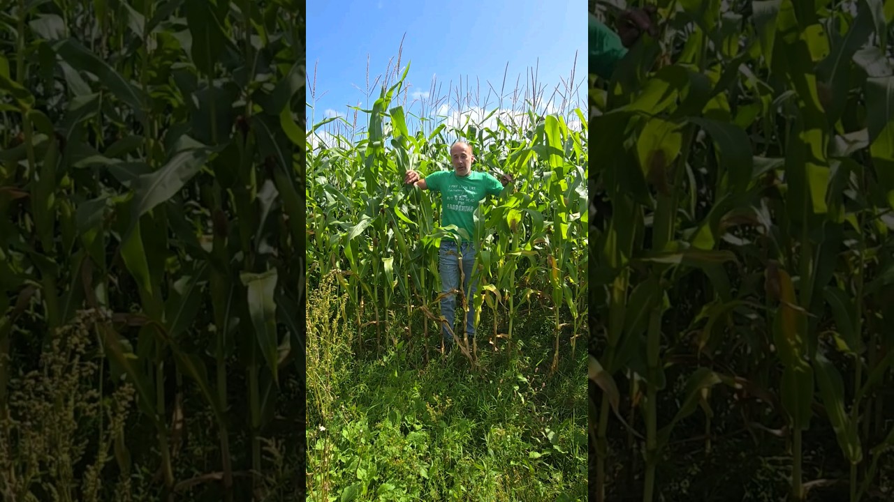 Corn Crop #adventure #explore #permaculture #vegetablegrowing #gardening #ideas #motivation #food