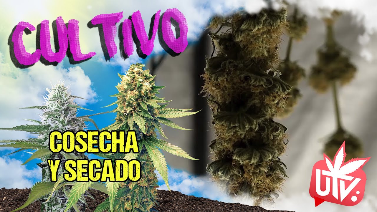 CULTIVO: ✂ COSECHA y SECADO 🌼