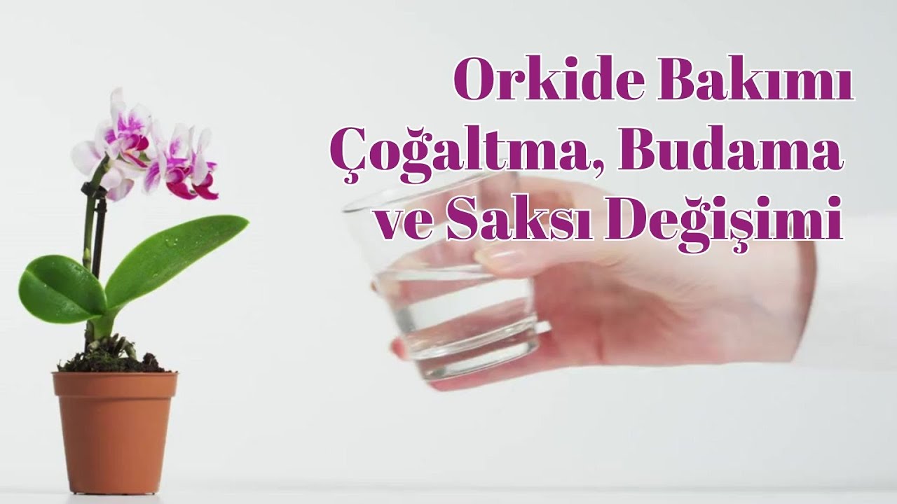 Orkide Bakımı Nasıl Yapılır? Çoğaltma, Budama ve Saksı Değişimi İpuçları!