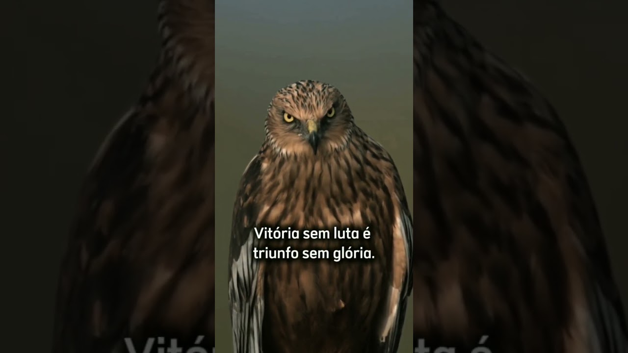 Fato #motivacional #sucesso #autocontrole #autoaperfeicoamento #motivation #motiva&ccedil;&atilde;o #reflex&atilde;o