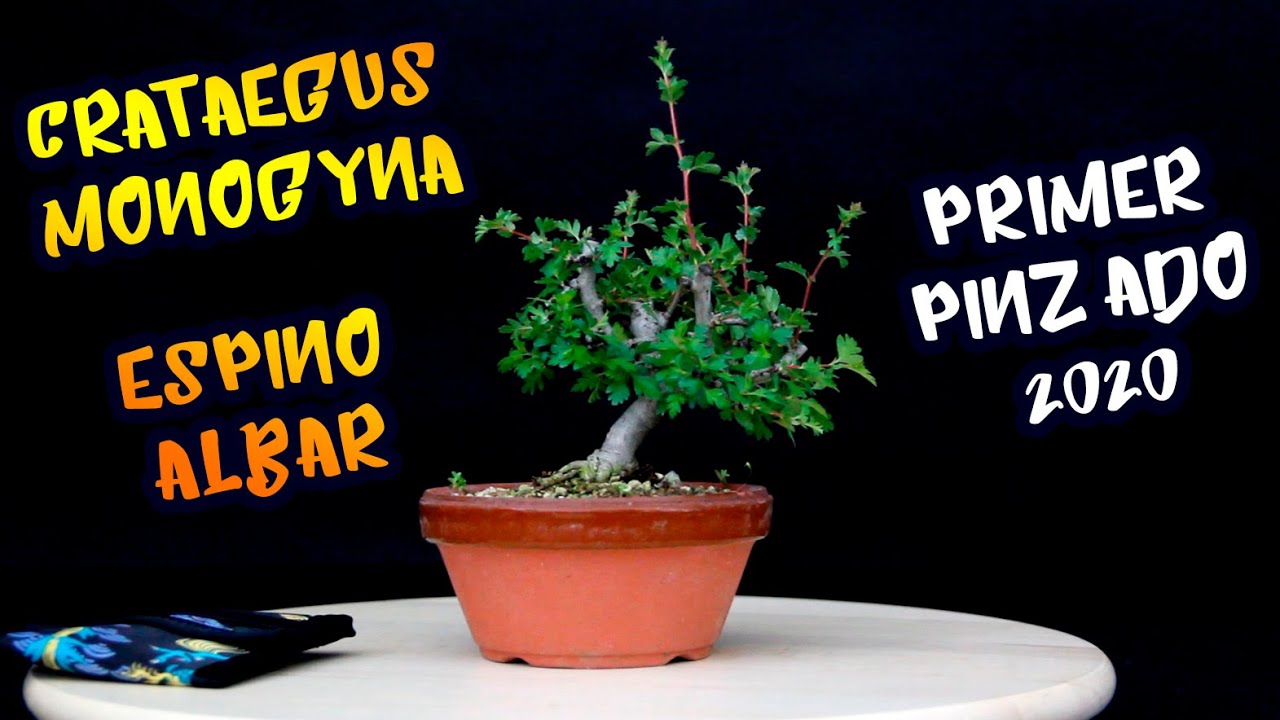 Pinzado de Crataegus Monogyna | Mi bonsái de Espino albar