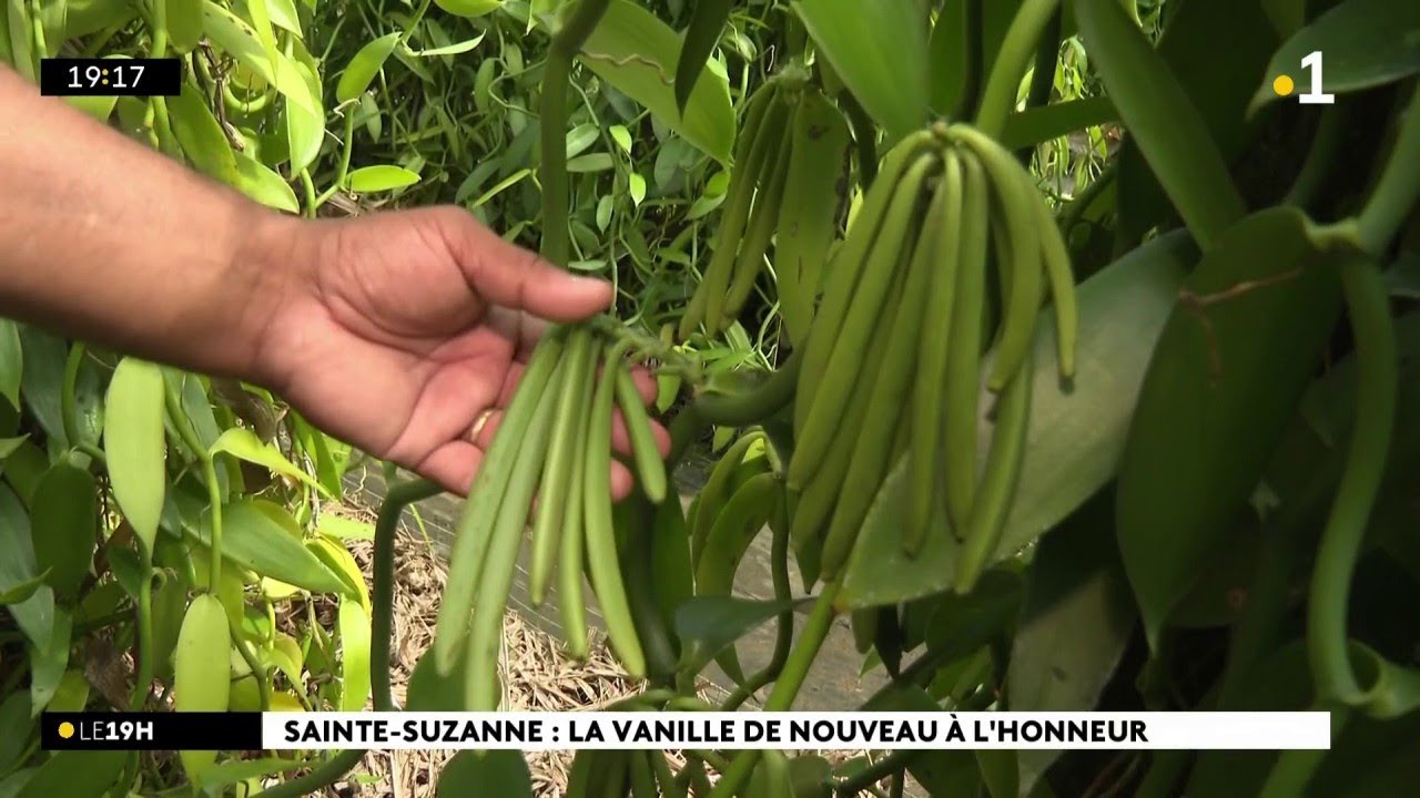 La vanille réunionnaise est en fête à Sainte-Suzanne.