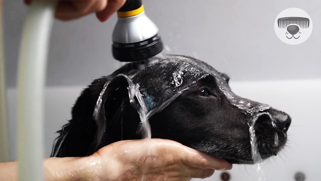 How to BATH a LABRADOR? ( Step by step )