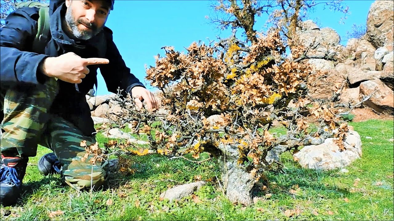 Oak Yamadori Hunting High On The Mountain Vol. 3 - Relaxing Bonsai Inspiration From Nature