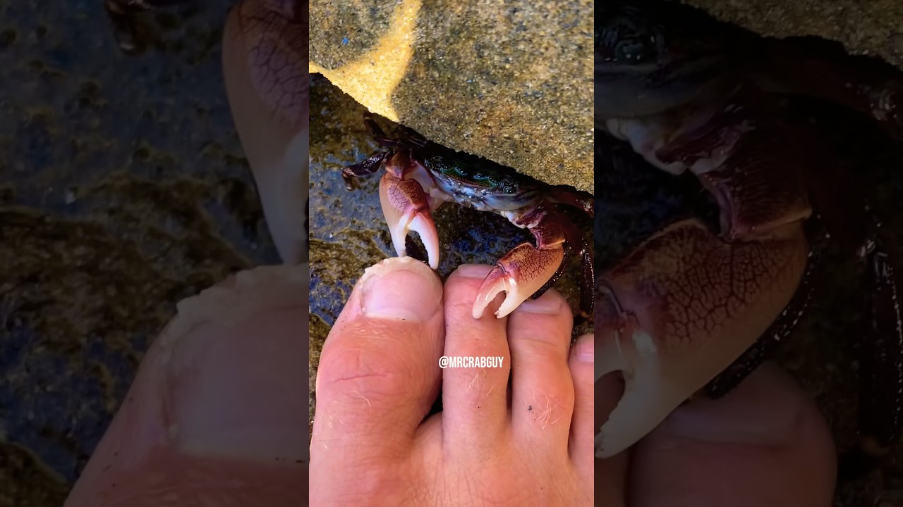 Listen to SATISFYING Crab ASMR 🦀🦶😱✨#shorts