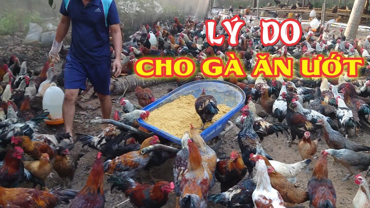 Lý Do Cho Gà Ăn Ướt Giai Đoạn Gần Xuất Bán