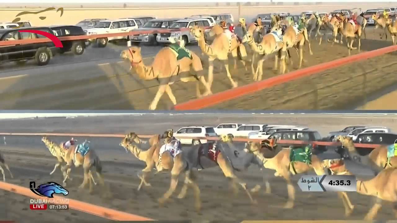 تاهيل اللقايا للقبائل- 5 ك- المرموم 9-12-2014 ص- ش2 محبوبه لـ محمد سالم الضيوفي العطوي ت: 7:38:5