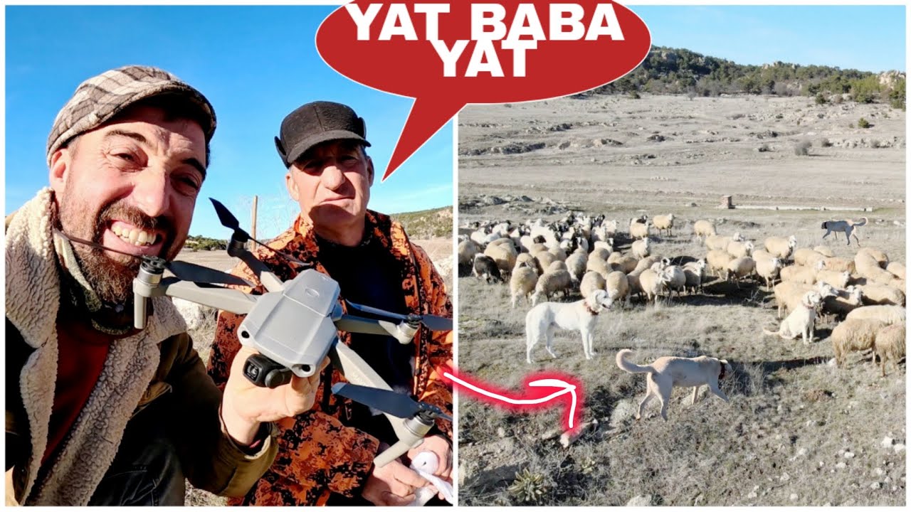 240 KOYUNU KÖPEKLERE VE DRONA BIRAKTIK~BİZ YATIYORUZ~PİSKOPAT EKMEK ÇALDI~SON ÇAMUR