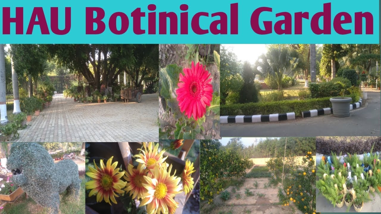 HAU का Botinical गार्डेन // Choudhary Charan Singh Agriculture University Hisar.