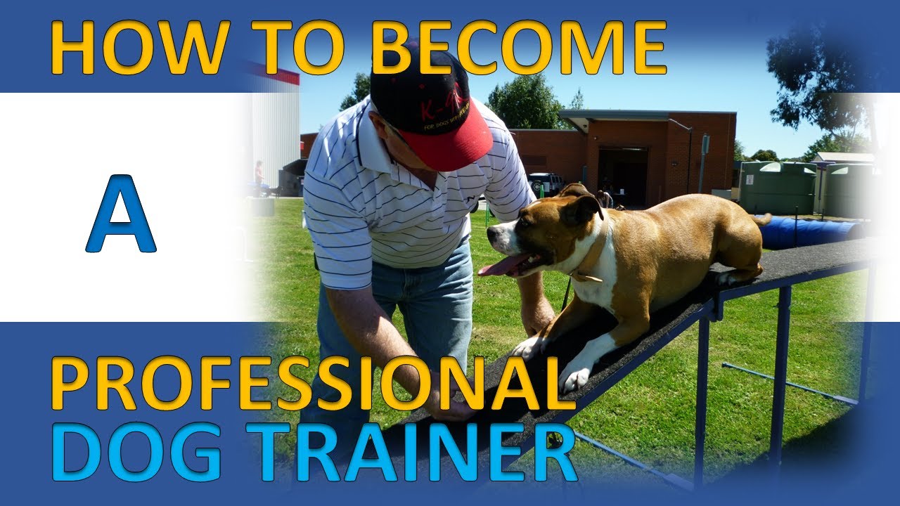 How to Become a Professional Dog Trainer in Australia - What You Need to Know and Ask About 2020