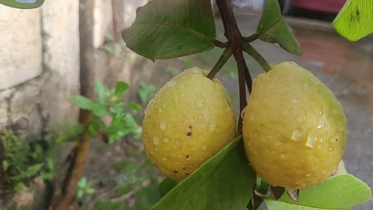 Olá pessoal... olha que lindo ..meu pé de goiaba cresceu ..no cimentado!!!