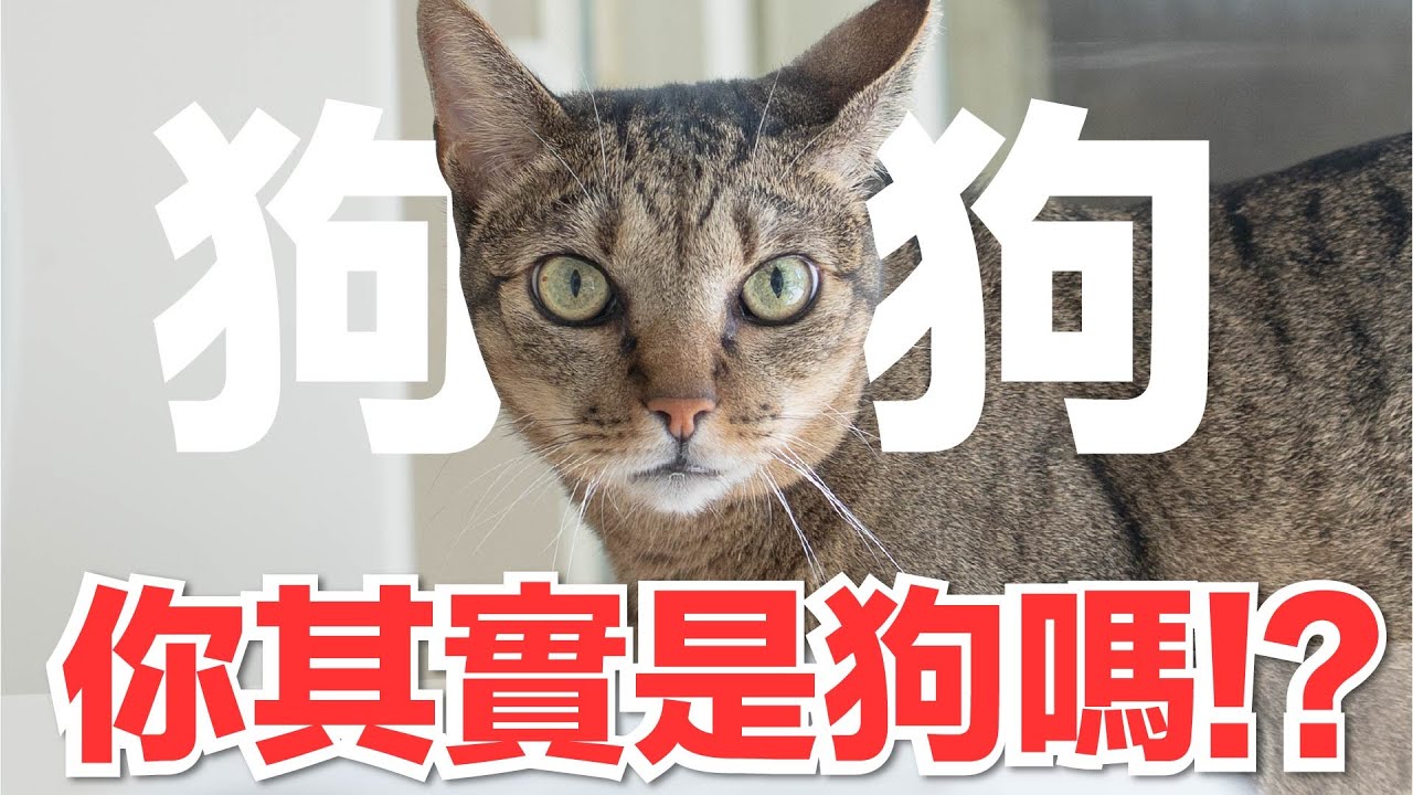【好味小姐】你其實是狗嗎！？｜好味貓日常262