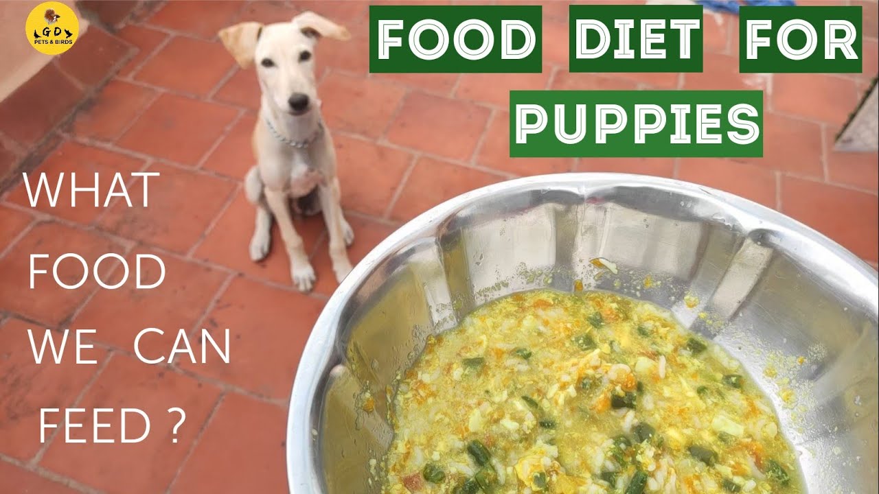 Food diet for puppies | homemade Protein rich food | dog food | chippiparai dog food | தமிழில்