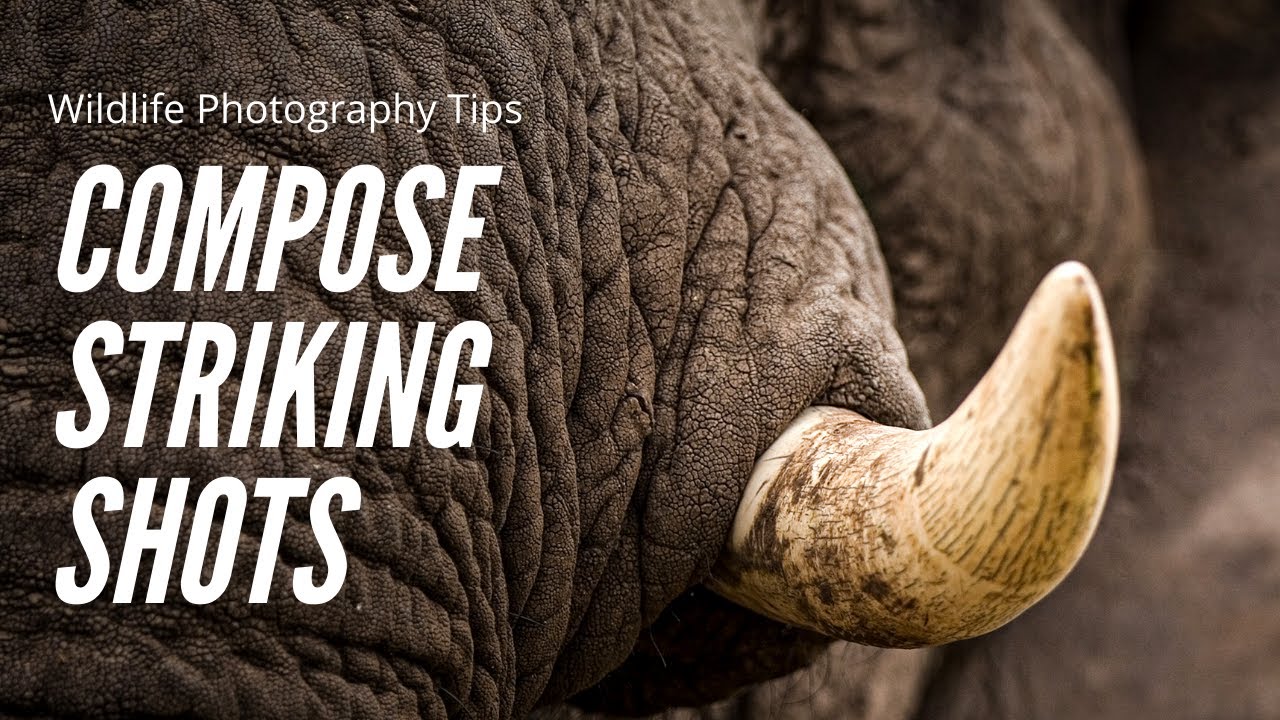 How to compose striking wildlife photographs | Wildlife photography tips for beginners