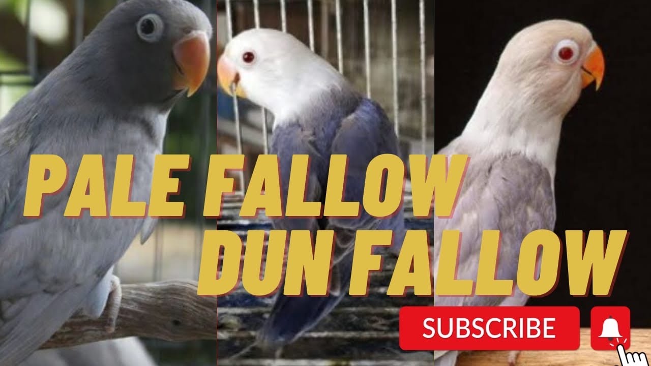Love birds mutation Pale fallow vs dun fallow information 2023  || Shahmeer Finch Farming ||
