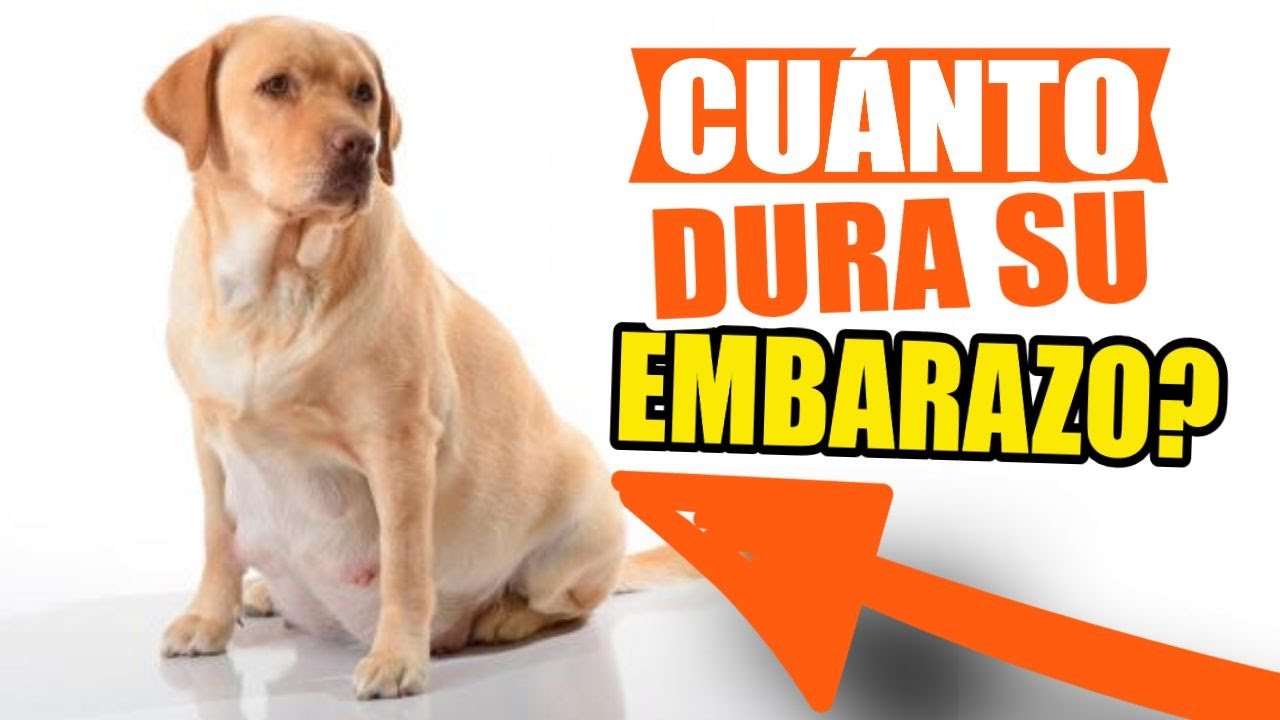 ¿CUÁNTO tiempo DURAN las perras EMBARAZADAS?🐶🖐️