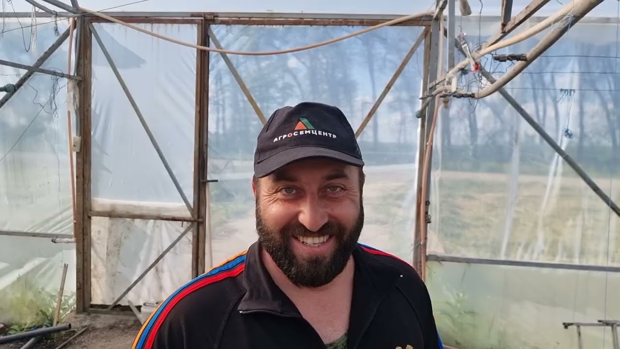 Десять дней после высадки рассады огурцов Бьёрн, Гелрой и Северин.