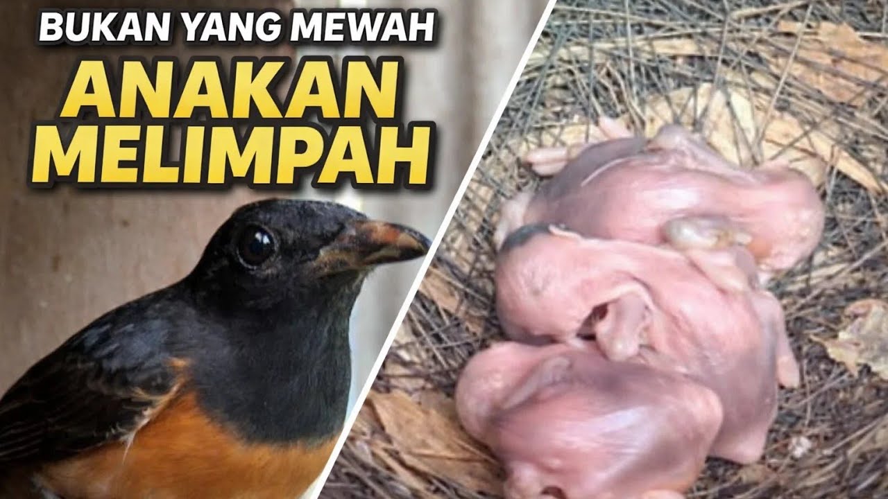 Cek ATM Nyleneh:Tiga Saldo Menetas