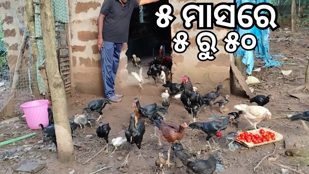 Desi Murgi Palan | Desi Poultry Farm Business Plan | Village Odisha