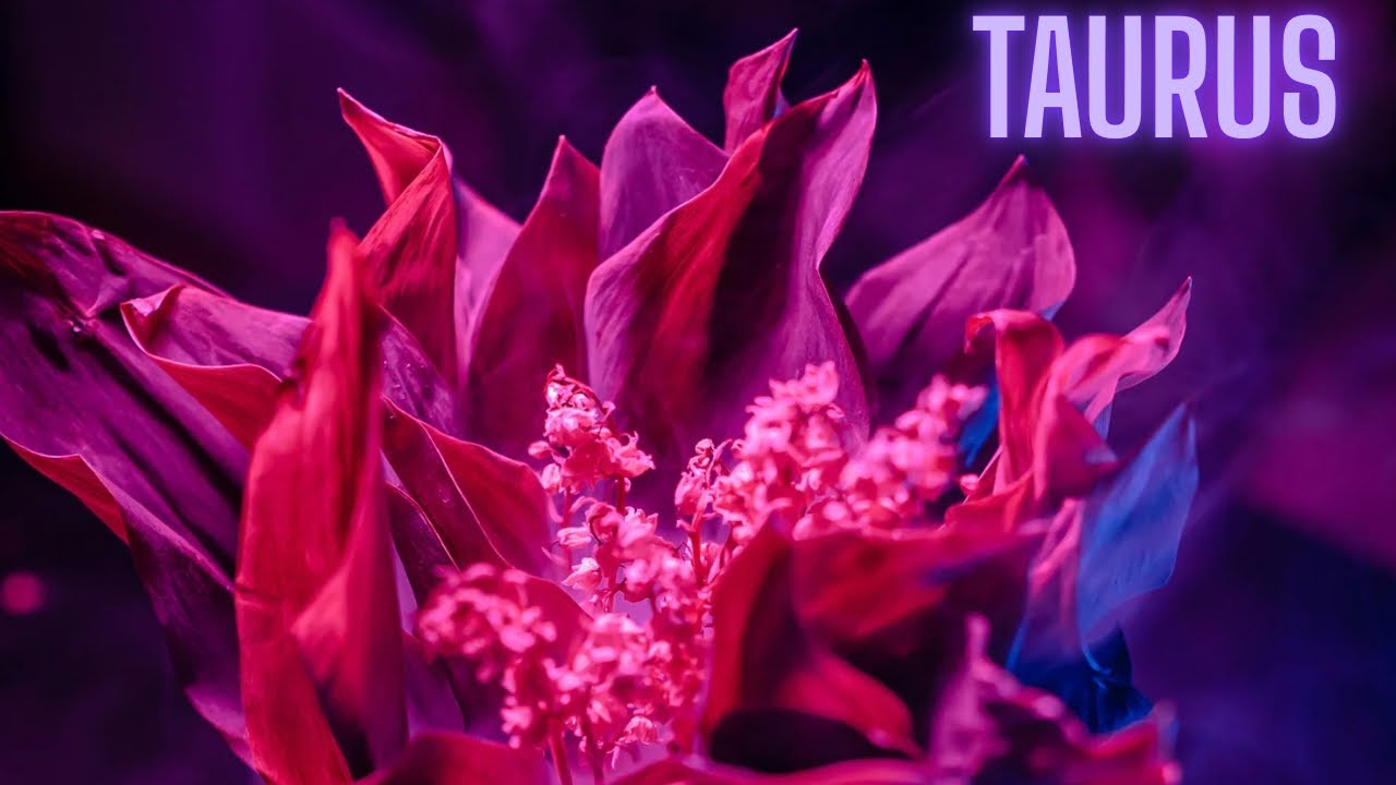 TAURUS: THEY WENT SILENT ON YOU AND YOU LEFT. TOTALLY THROWN OFF BY YOUR CONFIDENCE & RESISTANCE 