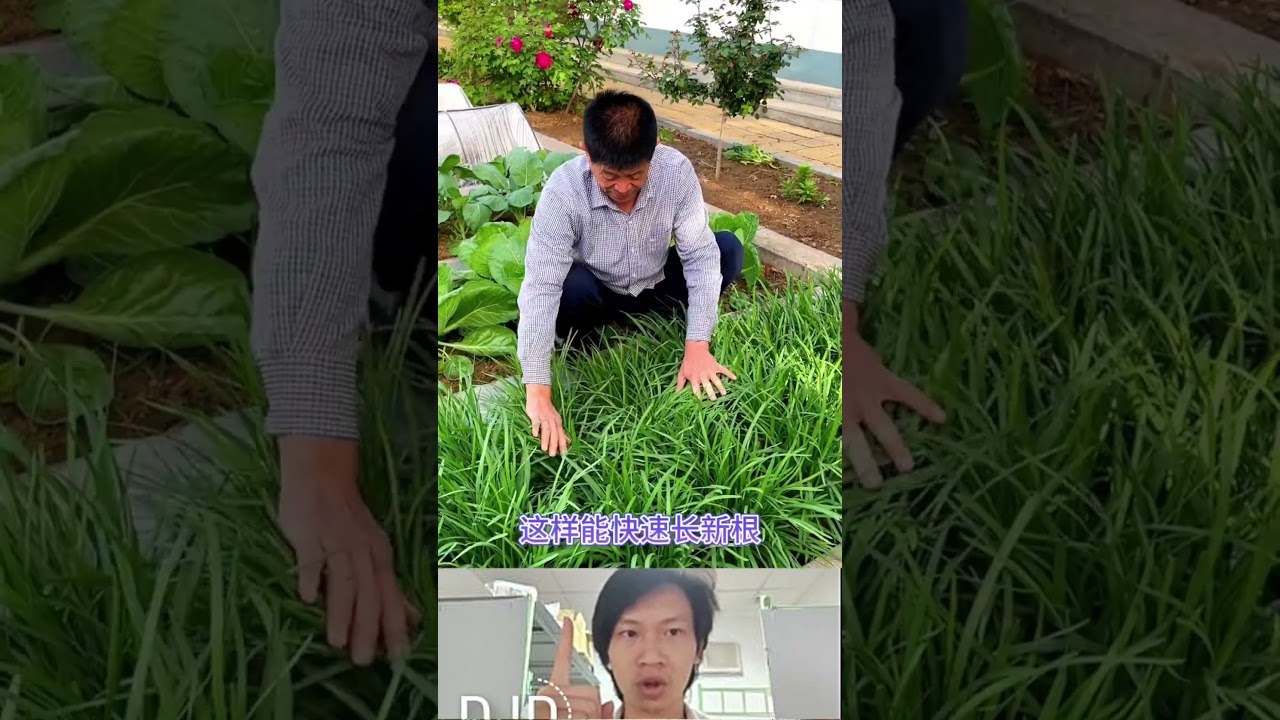 How to grow Garlic Chives at home
