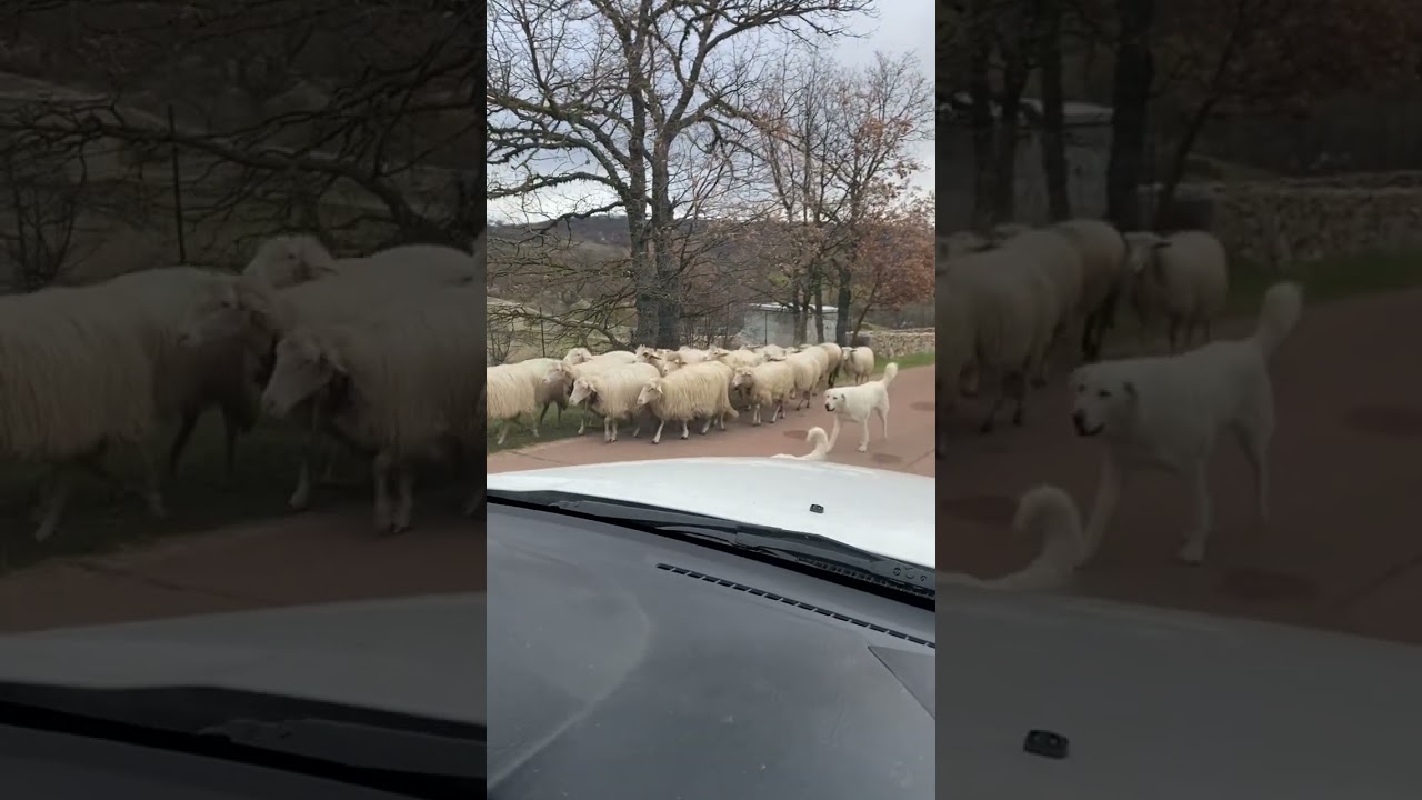 PICCOLO GREGGE&hellip; PER&Ograve; DUE GUARDIANI CANE PASTORE&hellip; INFALLIBILI!!!
