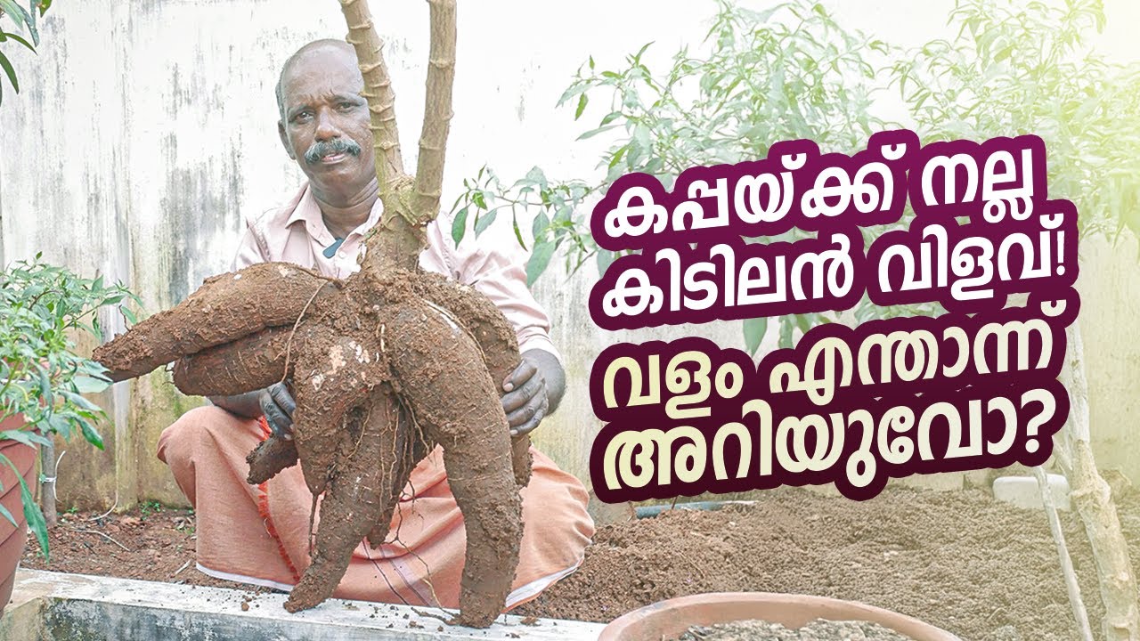 കപ്പ കൃഷിയിൽ മികച്ച വിളവ് നേടാൻ ഈ വഴികൾ പരീക്ഷിക്കൂ! | Tapioca Farming Tips | Kappa Krishi Malayalam