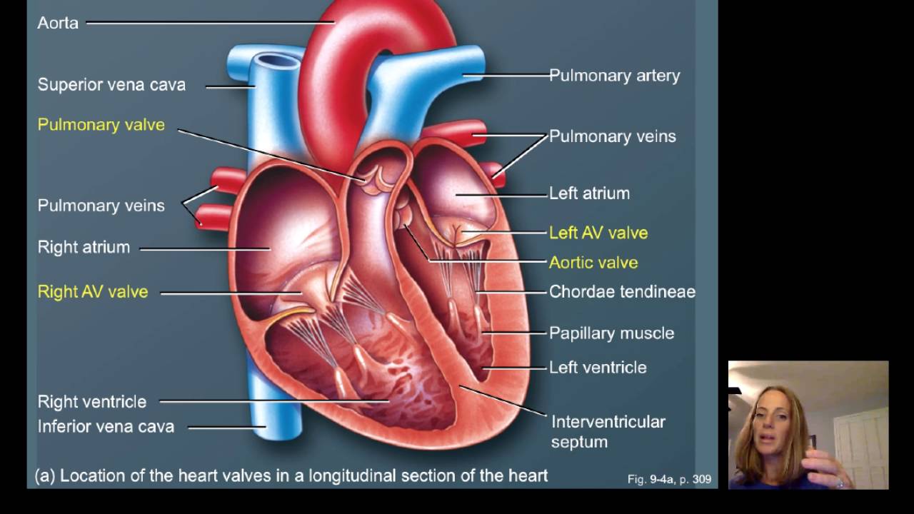 Lecture16 Cardiac Physiology
