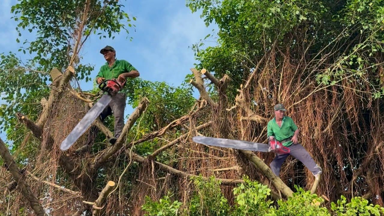 Cưa cây xanh siêu khủng trùm lên nóc nhà  ,Um  tùm  .Cưa cây kỷ thuật  cao  