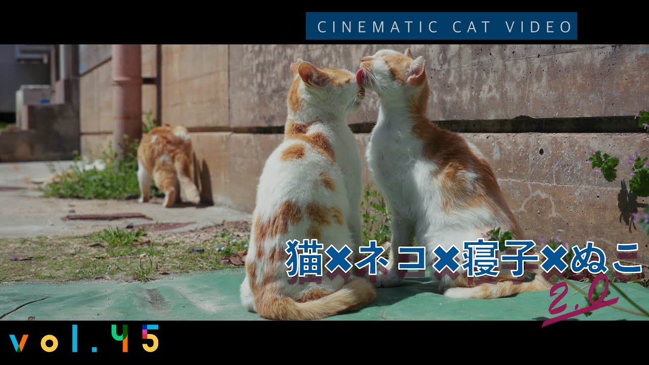 【本編】春にはミモザや桜の花が咲く島でのんびりと暮らす猫達。そんな猫達の日常🐾 猫×ネコ×寝子×ぬこ 2.0 vol.45