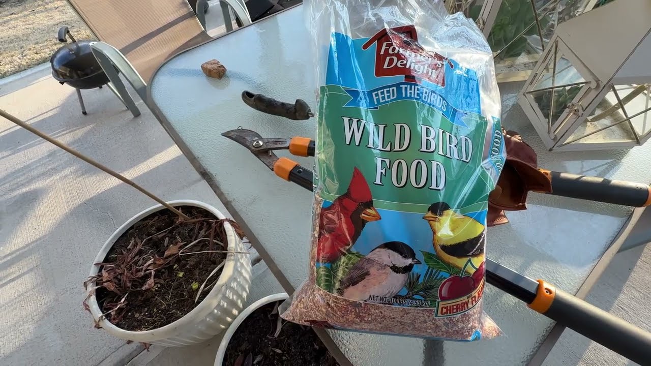 Peaceful Backyard Morning | Feeding Birds & Growing Garlic 🌱