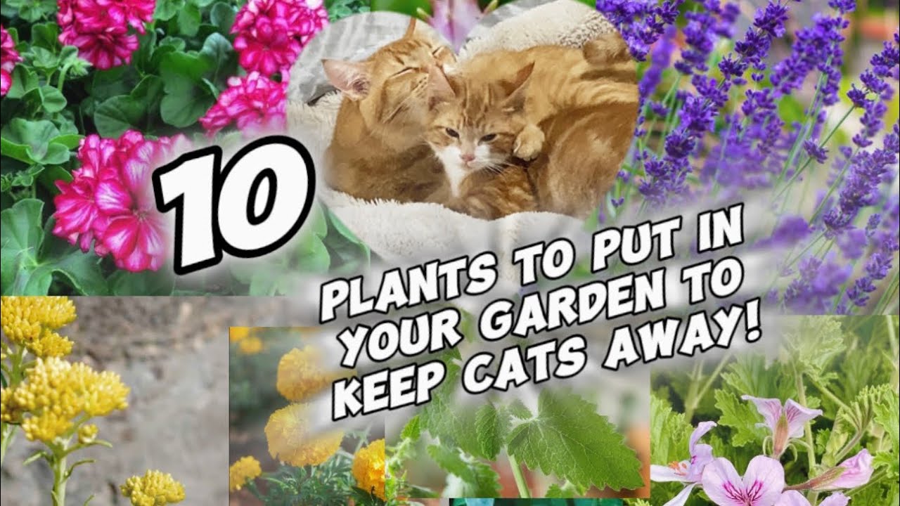 Garden friendly plants to repel cats!