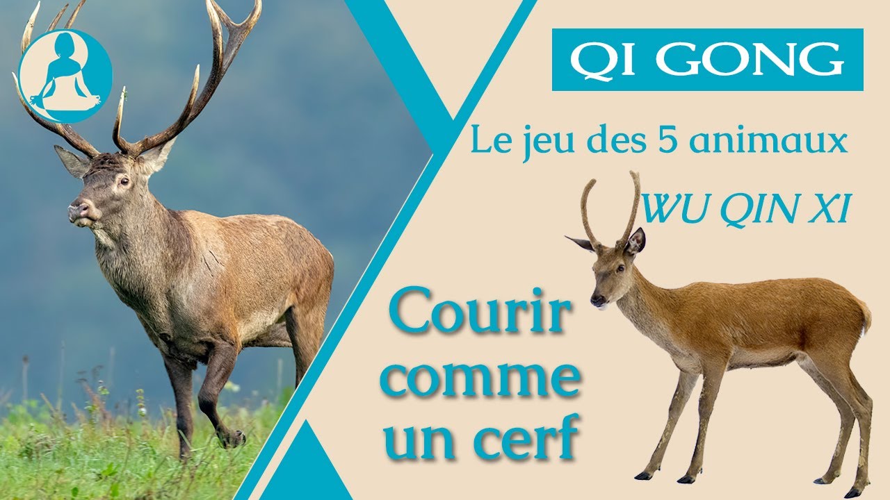 Qi Gong : Courir comme un cerf, le jeu des 5 animaux