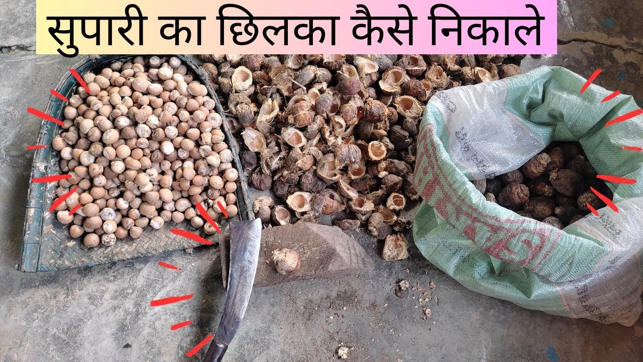 Supari chhipakar kaise nikaale |How Areca nut are made