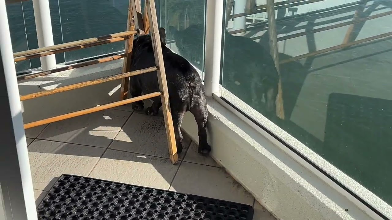 Local Guard Dog vs. Rainbow Lorikeets 🦜🚫🐶 | 