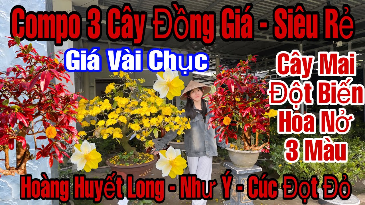 Mùng 6☎️0384938983☎️🌲Mai Vàng Giá Rẻ🌲Cúc Đọt Đỏ-Như Ý-Bình Lợi-Hoàng Huyết Long-Nhị Ngọc Toàn…🌲