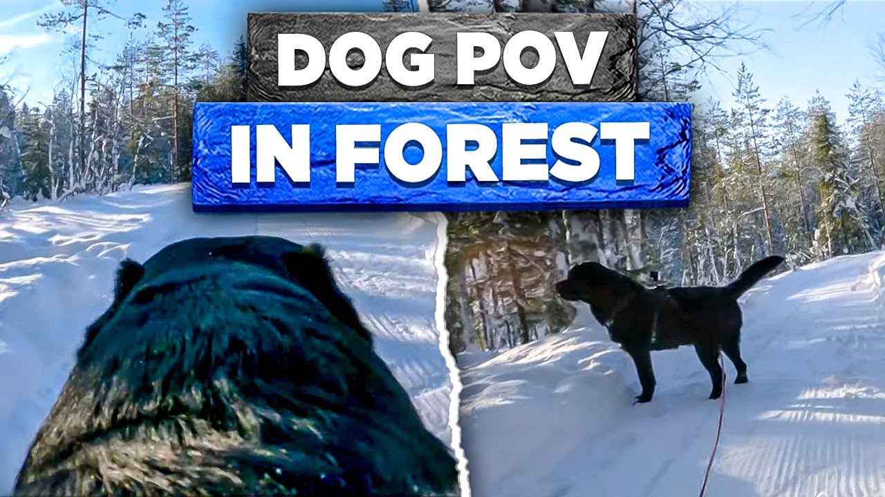 Winter Wonderland Through a Dog's Eyes: Playtime Adventures in the Snow!