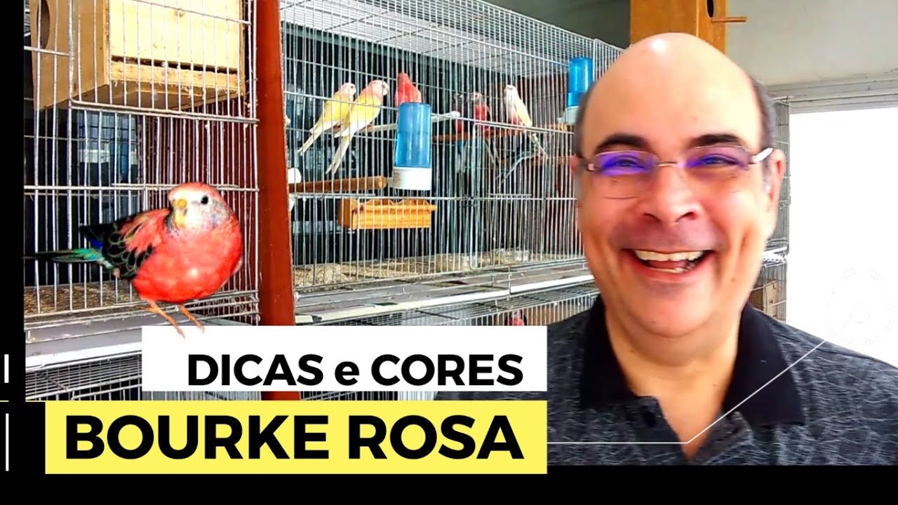 Periquitos Bourke Rosa - Tipos e Dicas de criação