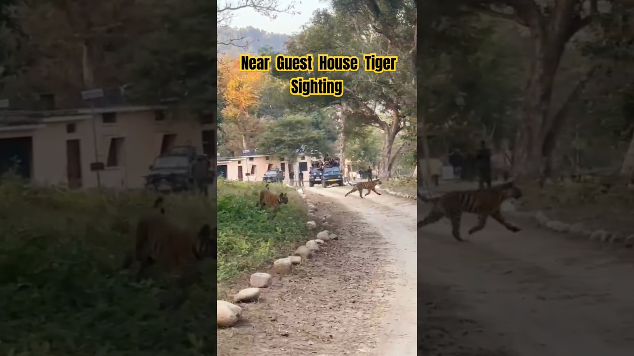 Tiger Sighting Near Guest House  / Dhikala Zone Jungle Safari #wildlife